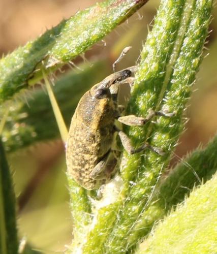 Réf. 282 991 : Larinus sp.